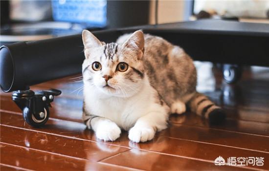 猫咪吃水果么:小猫吃水果会不会拉肚子？