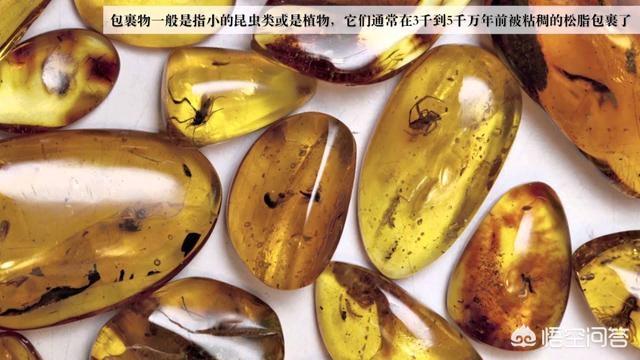 动物交配图:老虎和狮子到底交配成什么？