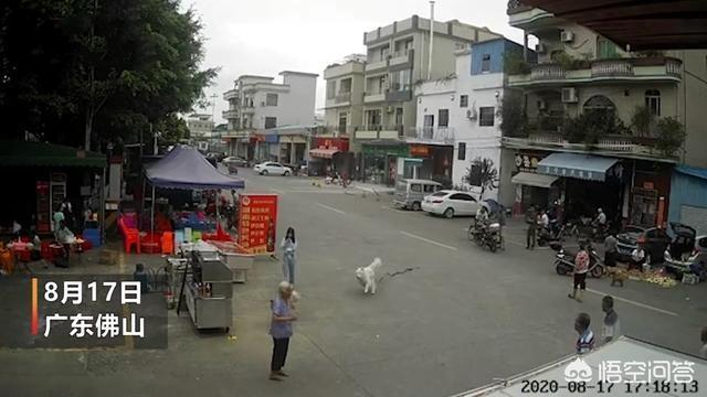 牵犬师视频:大妈遛狗不牵绳，两条狗被城管捉走，趴地上撒泼打滚，怎么回事？ 牵犬师是什么职业