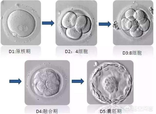 狗和人杂交在线播放:狗的声音在线播放 狗的发情期一般会持续多少天？