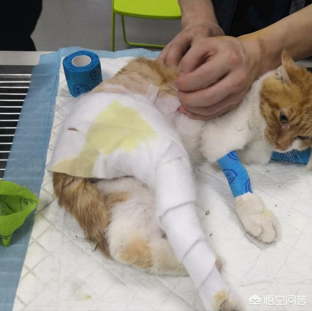 宠物手术床:狗做了手术，缝合处有一层纱布是什么用途？