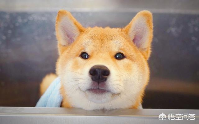 柴犬:柴犬究竟是一种怎样的宠物？