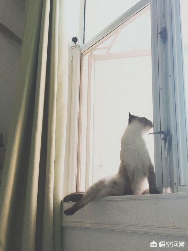 养猫还是养狗:没有养过宠物，应该先养猫还是先养狗？