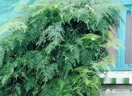 一叶兰能用淘米水浇吗:淘米水可以浇花吗？效果如何？