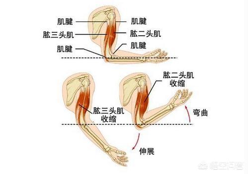 头条问答 - 练肱二头肌需要补充蛋白粉吗?(2个回答)