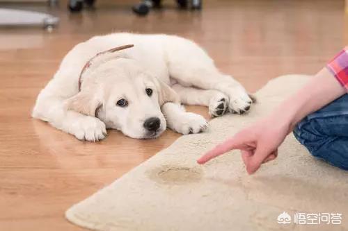 蔡依林的狗狗视频大全:主人在宠物面前突然晕倒，宠物会怎样？