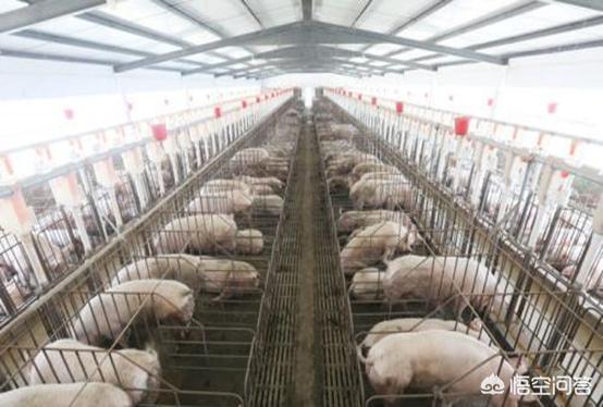 8国猪肉不再出口中国，中国肉类市场何去何从
