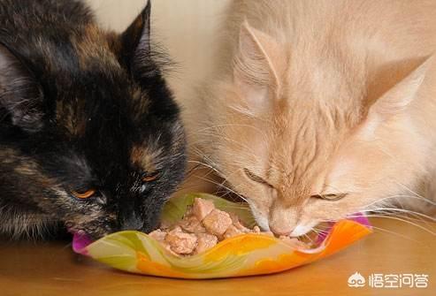 喂食时间怎么做呢:猫咪喂食的时间怎么规划，因为不知道它什么时候想吃？