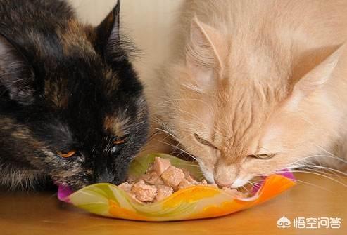 猫最佳喂食时间:喂食猫咪的正确频率是什么？