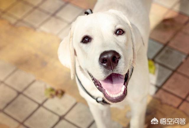 看门犬:在农村用来看门，是喂个狗好还是喂个大鹅好？