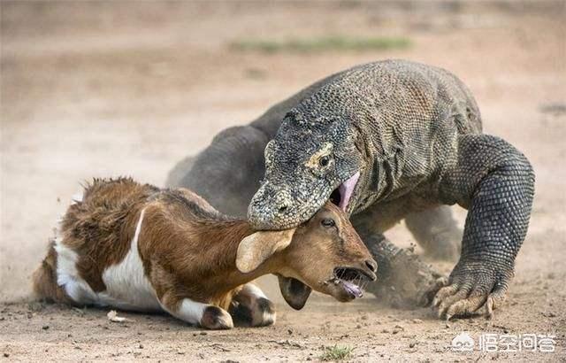 科莫多巨蜥vs平头哥，科莫多巨蜥能否在非洲草原生存下去