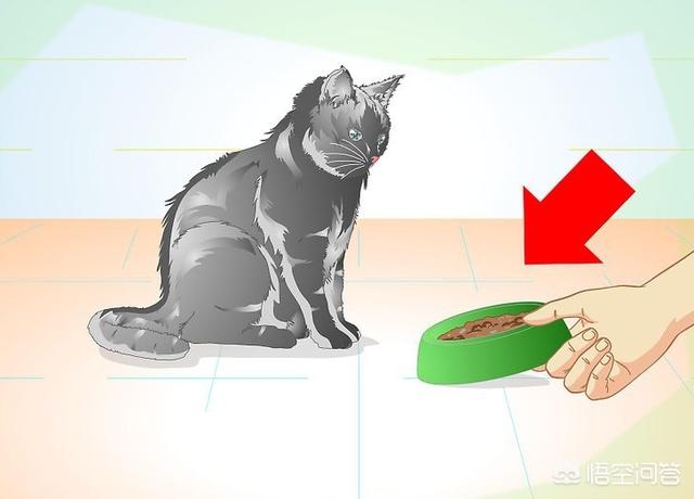 公猫绝育后蛋蛋还是肿:公猫绝育完，多久可以好？