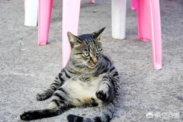 土猫:两个月的土猫咪不吃食一直叫，是怎么回事？