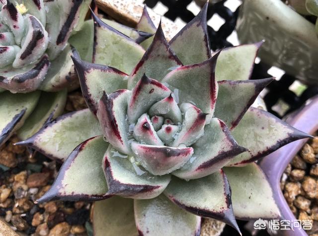 乌木怎么鉴别之四大经验共享:黄皮乌木怎样区分，是乌木出的状态还是就是这样的品种？