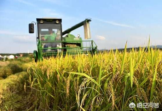 农村水稻要下来了，是卖青粮还是干粮？