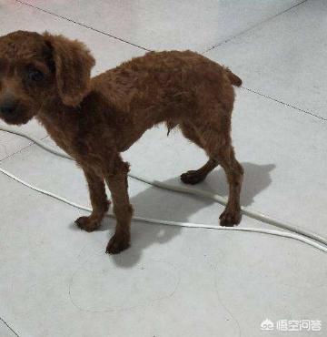 泰迪狗狗发烧症状:泰迪犬不舒服，它会怎样表现出来呢？