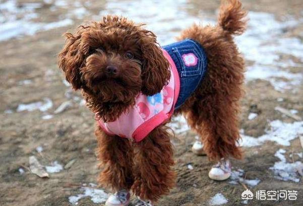 泰迪乱咬牵引绳:你家泰迪犬最反感的是什么？