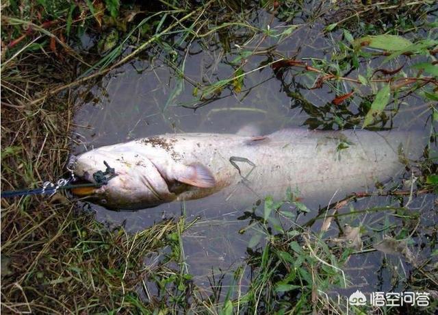 鸡肝猪肝钓胡子鱼视频:用猪肝钓鲶鱼效果不太好，还能用什么饵料？