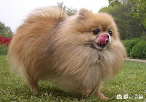 小狗罚站:饲养博美犬容易犯哪些低级错误？