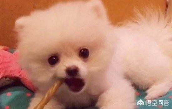 小狗罚站:饲养博美犬容易犯哪些低级错误？