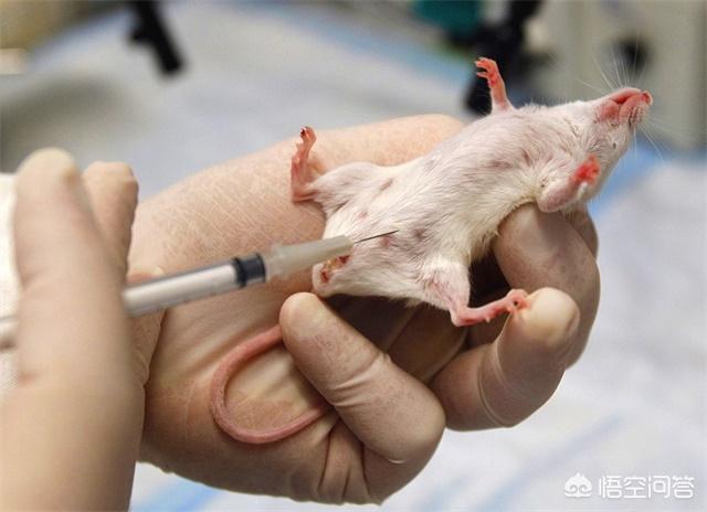 头条问答 - 科学家总用老鼠做实验,但实验结论都适用于人类吗?