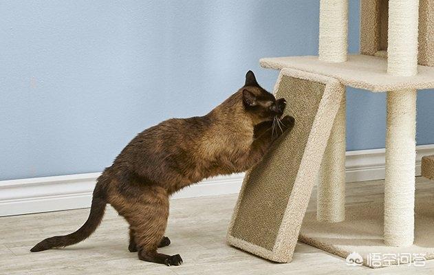 淘宝捉猫猫任务大全:如何解决猫咪抓家具的问题？