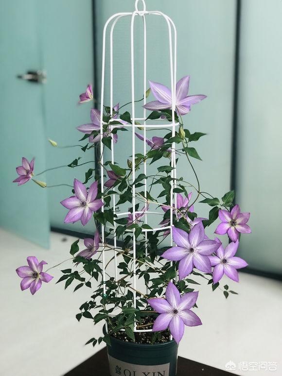 金不换植物爬藤:最有价值的爬藤类植物有哪些？