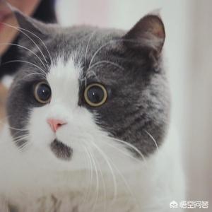 英国爱普士猫罐头:适口性好的猫罐头推荐，要安全的？