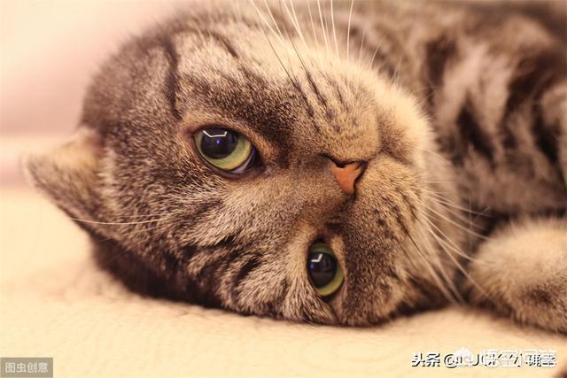 猫咪睡觉时为什么把身体卷成团:长毛猫猫毛结成一团，猫毛结成团怎么办？