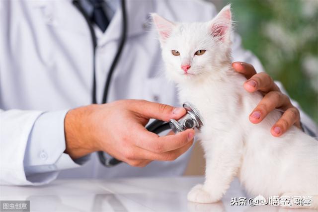 猫咪睡觉时为什么把身体卷成团:长毛猫猫毛结成一团，猫毛结成团怎么办？