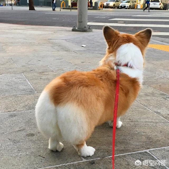 宠物狗种类:感觉现在大家都喜欢宠物狗，但却不愿意饲养土狗，为什么呢？