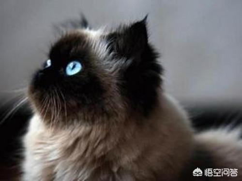 鞍山喜马拉雅种猫:喜马拉雅猫尖脸有可能变成圆脸吗？