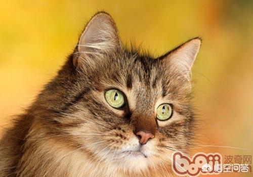 猫见了老鼠为什么拔腿就跑谜底:一只凶猛的饿猫，看见一只老鼠拔腿就跑，为什么？