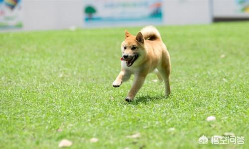 小柴犬图片小时候:购买柴犬如何防骗？怎么样识别黑心犬舍？