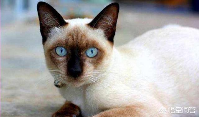 想养只宠物猫不知道什么品种好,也不知道价格,懂的发个图片价格,万分感谢？