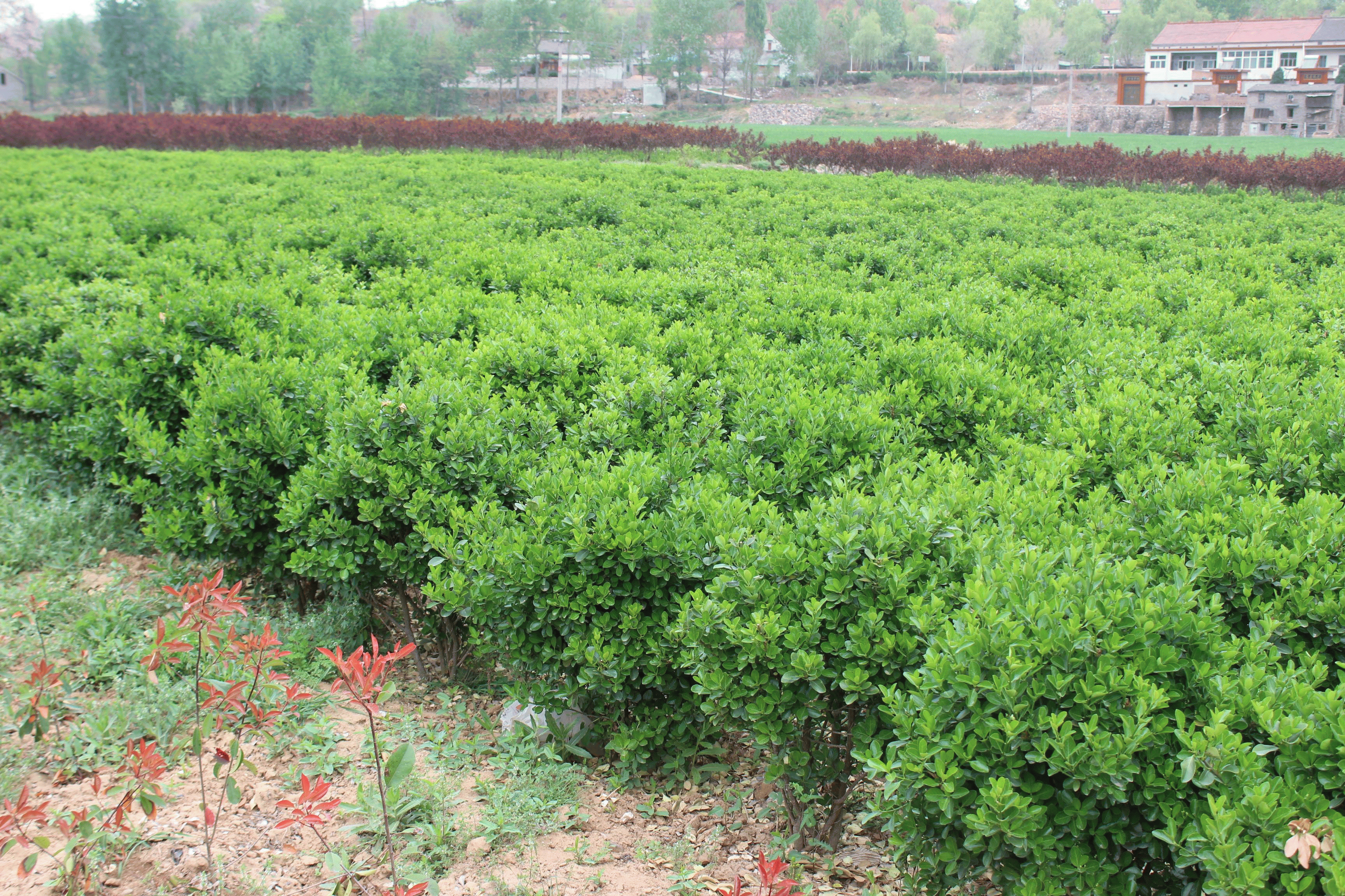 绿化苗圃基地常用树苗图片