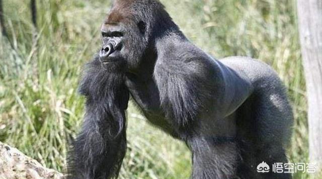 美国动物园18只猩猩感染新冠，那只感染病毒的老虎现在怎么样了