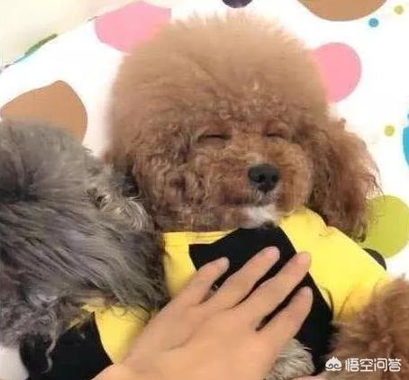 养条狗搞我:泰迪狗用鼻子拱你，用爪子挠你是怎么回事？ 对一个人好不如养条狗