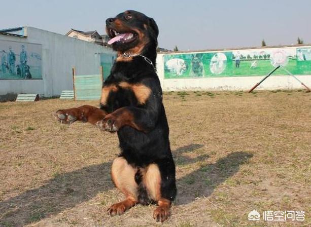 罗威纳犬性格:卡斯罗跟罗威纳哪个好养？ 罗威纳犬性格