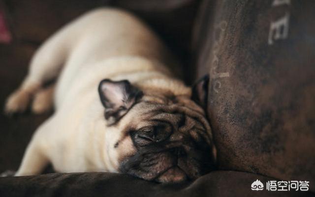 美卡犬要挤肛门:一直不给巴哥犬挤肛门腺会怎么样？