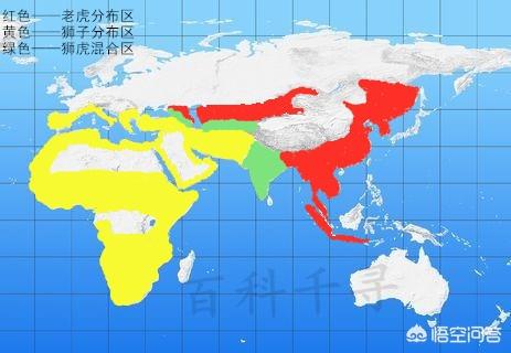 里海虎:近代以来，野生狮子和野生老虎相遇过吗？