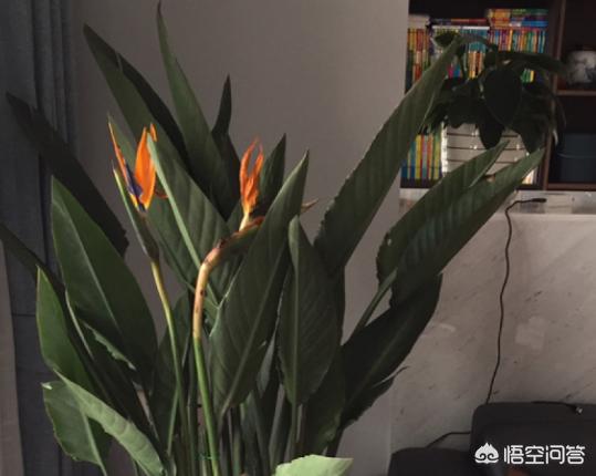 植物鹤顶红图片:朱顶红和对红有什么区别？如何区分？