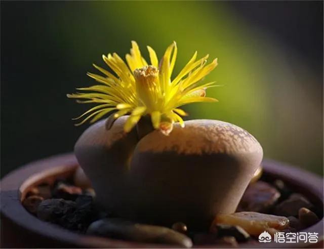 石花是什么样子的,多肉生石花。摄影怎么拍？