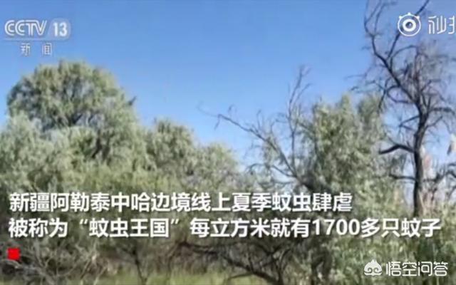 美国猎狐犬新疆:狗狗待遇最高：狗窝都有蚊帐的新疆北湾，蚊子到底有多恐怖？ 美国猎狐犬与比格犬