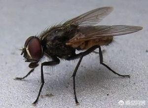 教室苍蝇太多怎么消灭最好:院子里苍蝇太多怎么消灭？
