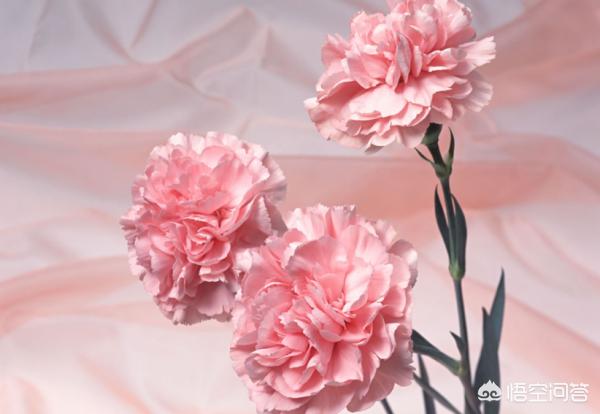 白康乃馨代表的花语是什么:母亲节送康乃馨代表什么意思？
