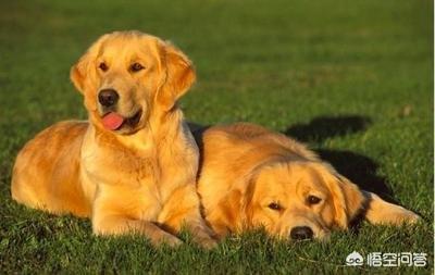 中小型犬:普通商品楼房适合养什么养的狗狗呢？