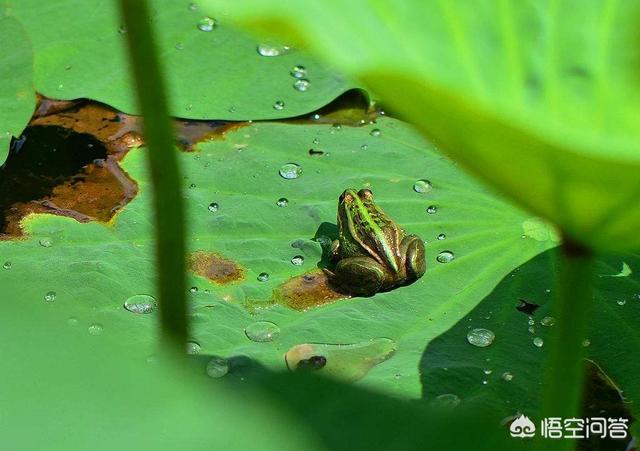 头条问答- 从生物进化来讲，母鸡不受孕就能下蛋是啥情况，为了给人吃吗 