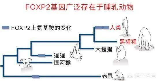 安徽动物学会:麻省理工猴子学会认字，科学家感到担忧，它们会变成新型人类吗？