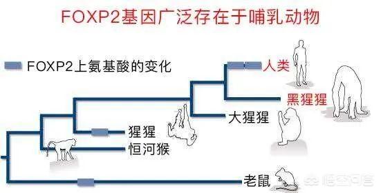 黑龙江省动物学会官网:麻省理工猴子学会认字，科学家感到担忧，它们会变成新型人类吗？